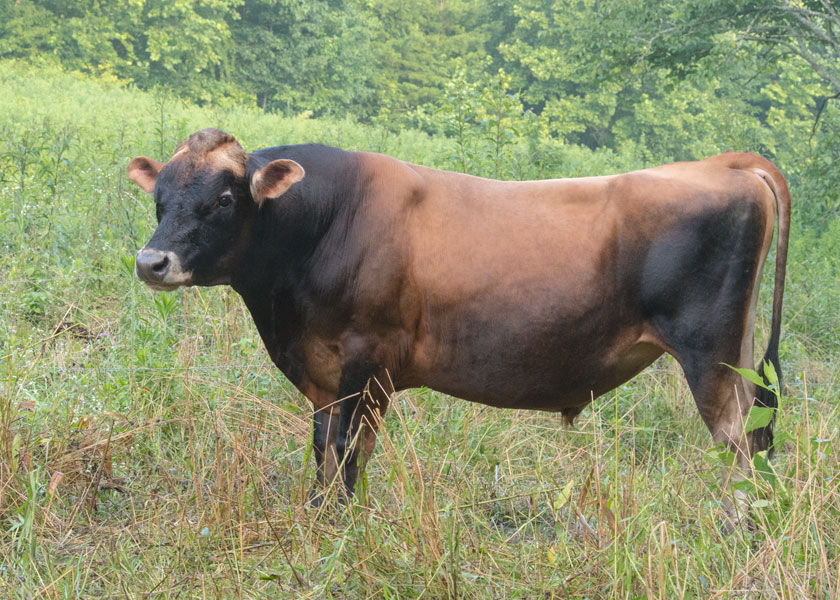 mini Jersey bull, Goldstar, in pasture