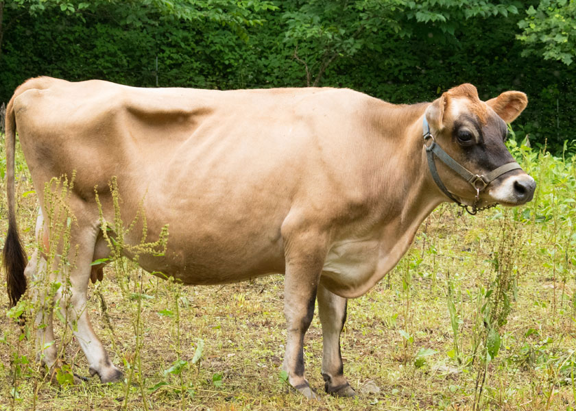 mini jersey cow, May, in pasture