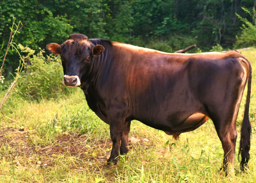 miniature Jersey bull, Julius, standing in pasture