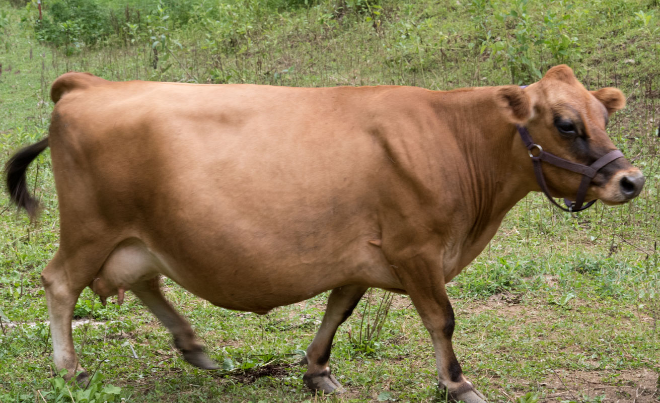 mini jersey dam Molly