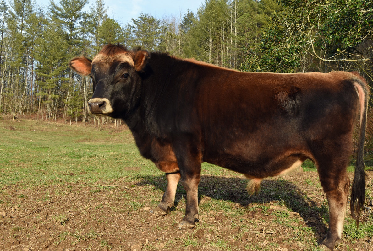 mini Jersey sire, Titus