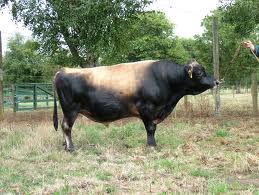 New Zealand Jersey bull, Donalds Edify