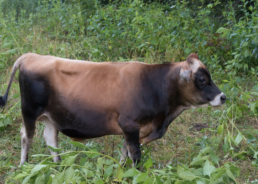 mini Jersey bull, Julius, in pasture
