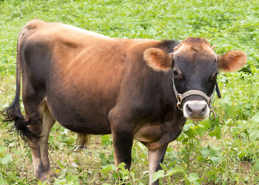 mini Jersey bull, Lucius, in pasture