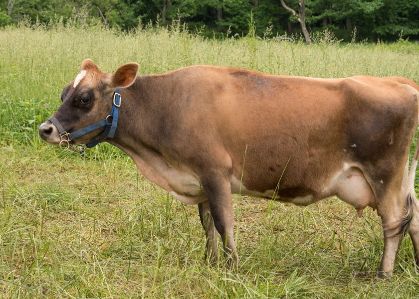 mini jersey cow, Pearl, in pasture